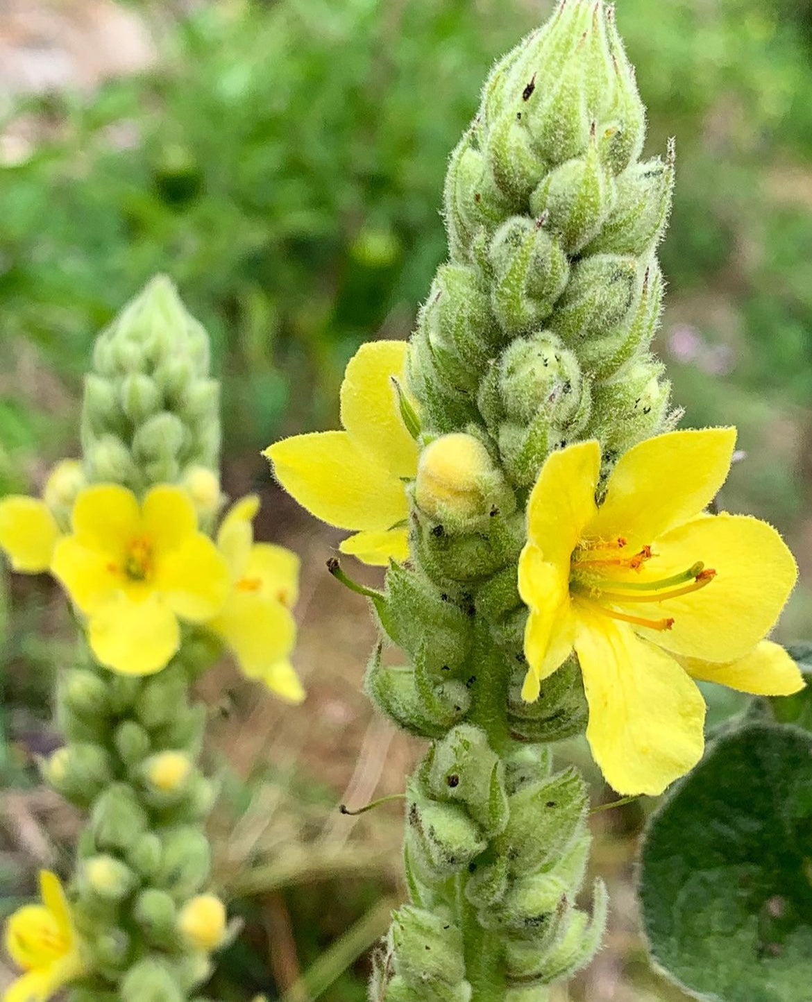 Yellow mullein flowers opening among fuzzy green buds on a tall flower spike.