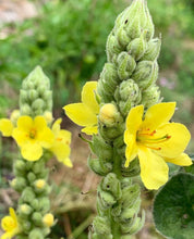 Load image into Gallery viewer, Mullein Seeds

