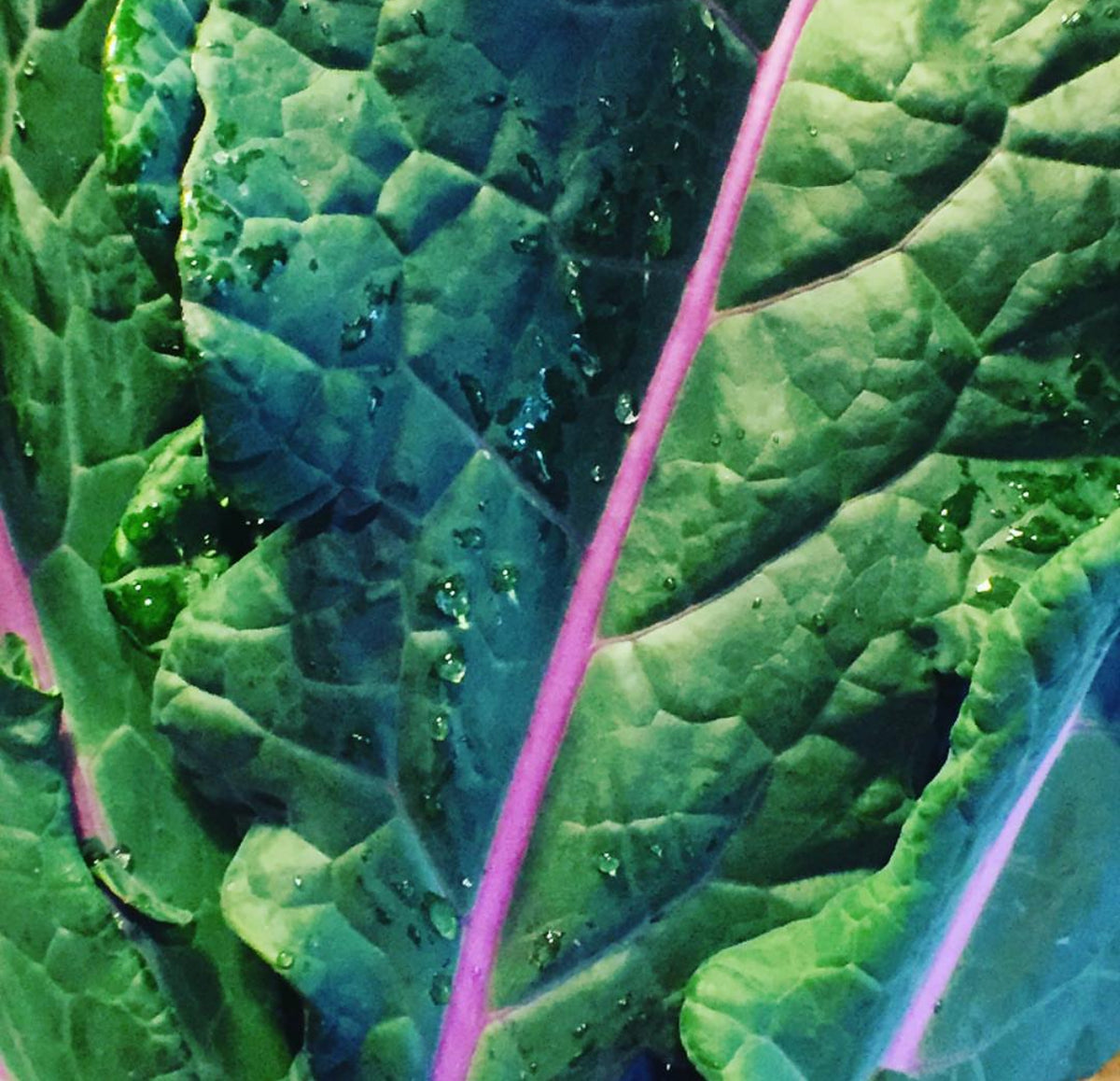 A textured green kale leaf with a bright pink central vein.