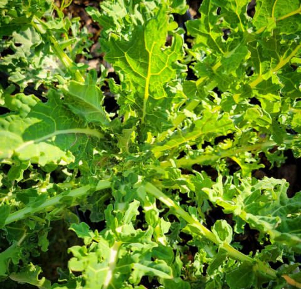 A kale plant with deeply cut green leaves.