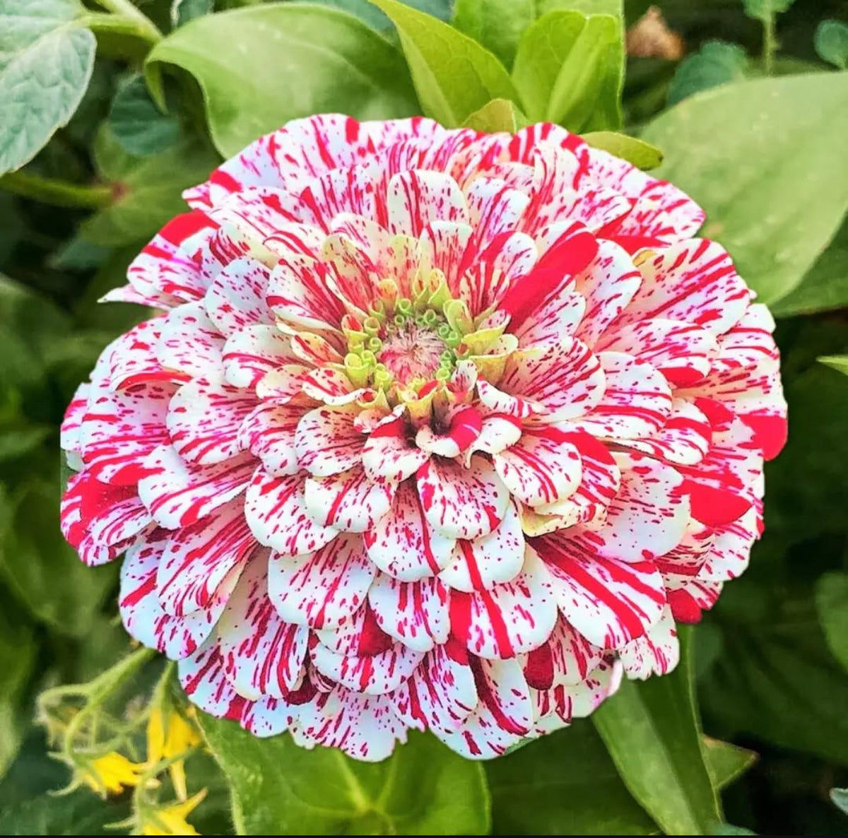 A white zinnia flower densely streaked and speckled red.