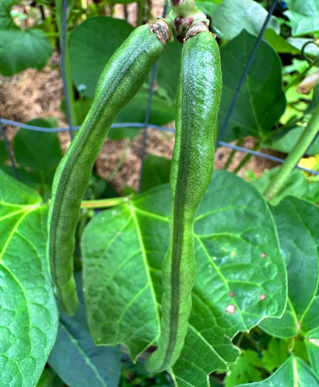 Two long green cowpea pods hanging against broad leaves.