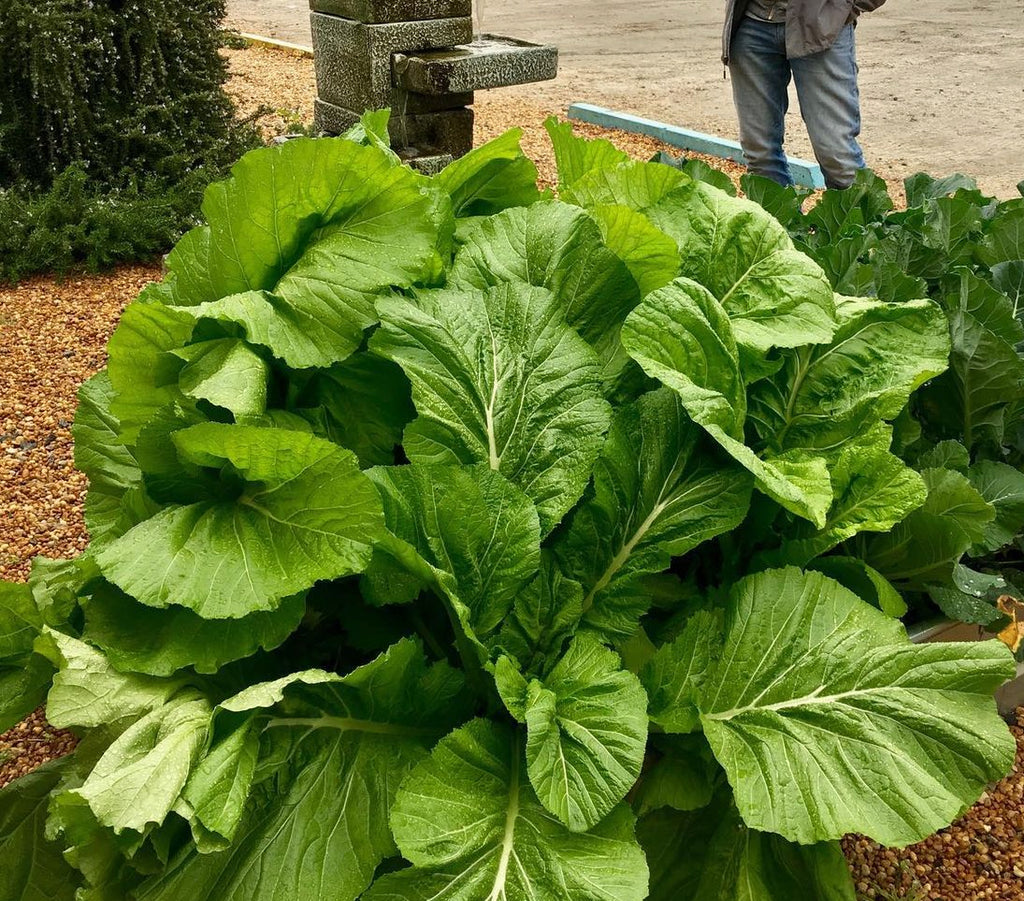 A dense patch of Florida Broadleaf mustard with large green leaves — from BlackOwnedSeeds.com.
