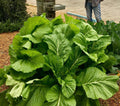 A dense patch of Florida Broadleaf mustard with large green leaves — from BlackOwnedSeeds.com.