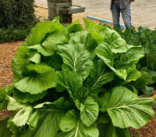 Load image into Gallery viewer, Florida Broadleaf Mustard Seeds - Plant and Heal
