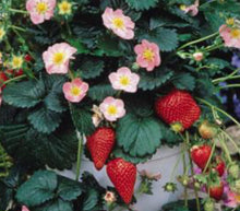 Load image into Gallery viewer, Berri Basket Pink Potted Strawberry Plants (3 plants per pot)
