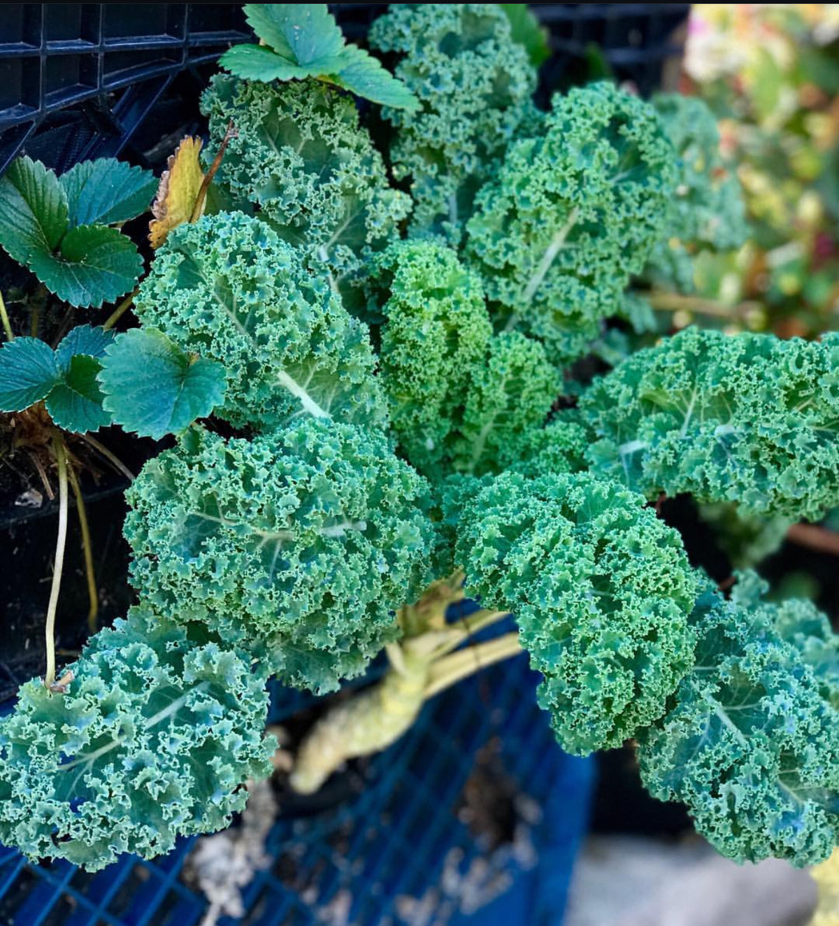 A close-up of curly blue-green kale leaves.
