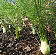 Cargar imagen en el visor de la galería, Sweet Fennel (Florence) Heirloom Seeds
