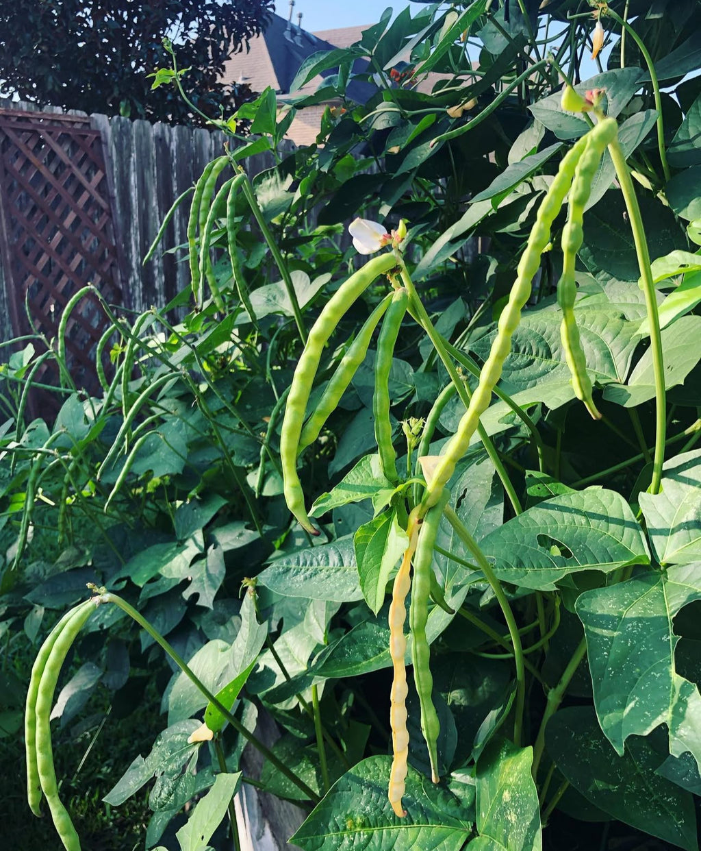 Long slender green cowpea pods hanging among climbing vines.