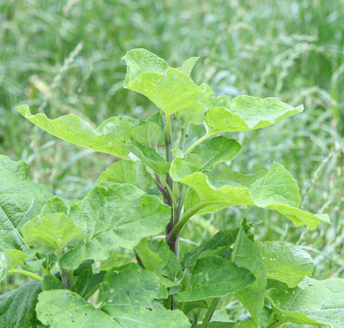 Ha Gobo burdock with broad green leaves on an upright stem — from BlackOwnedSeeds.com.