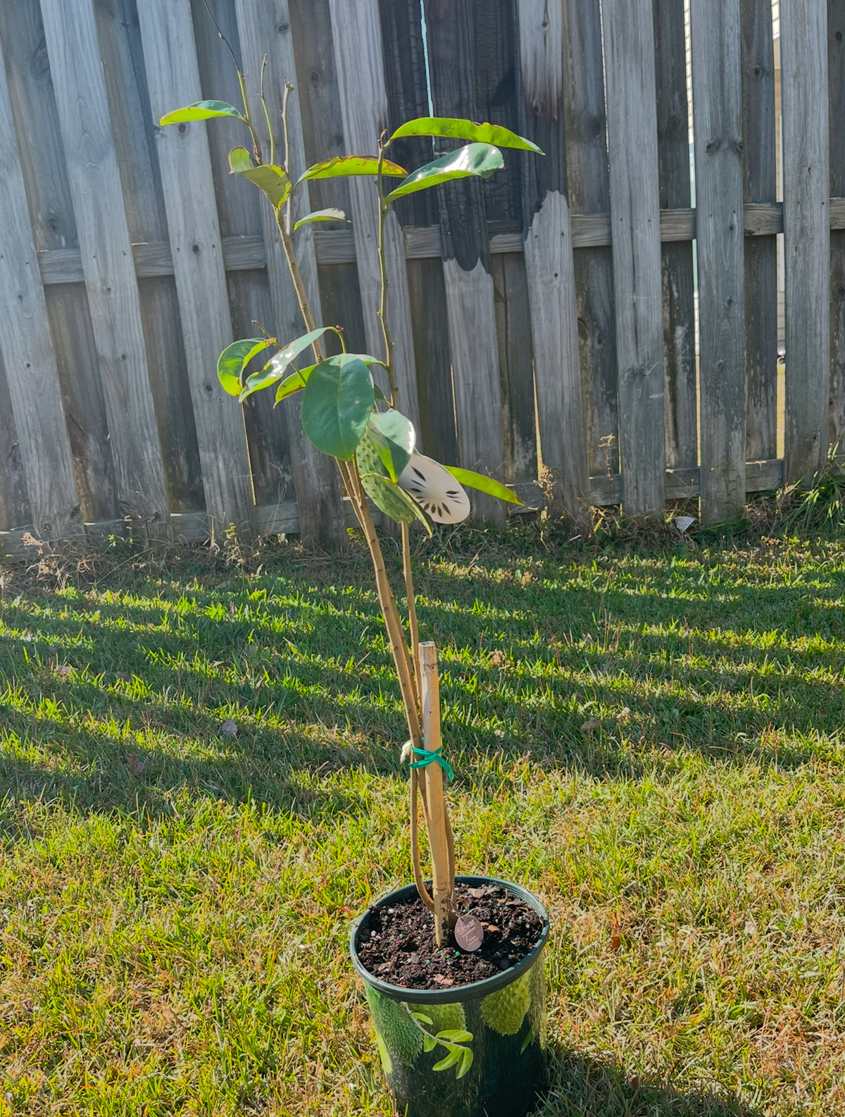 A young staked soursop tree in a black nursery pot beside a wooden fence.