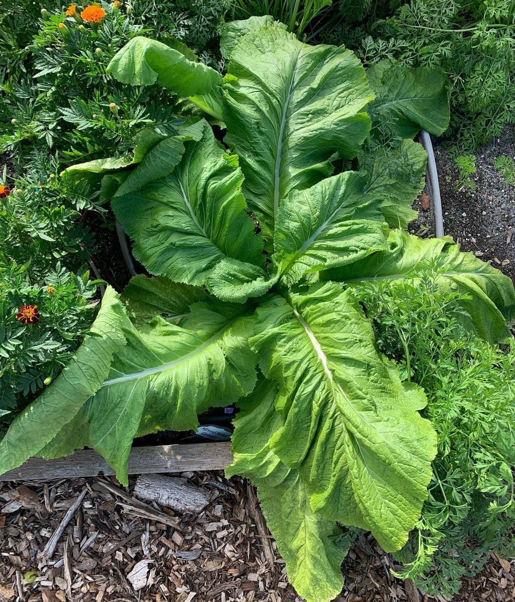 A broadleaf mustard plant with large crinkled green leaves in a garden bed.