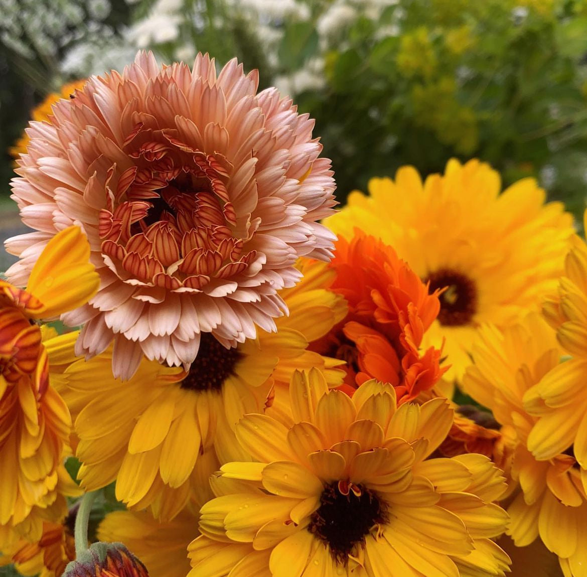 A bouquet of yellow, orange, and peach calendula flowers — from BlackOwnedSeeds.com.