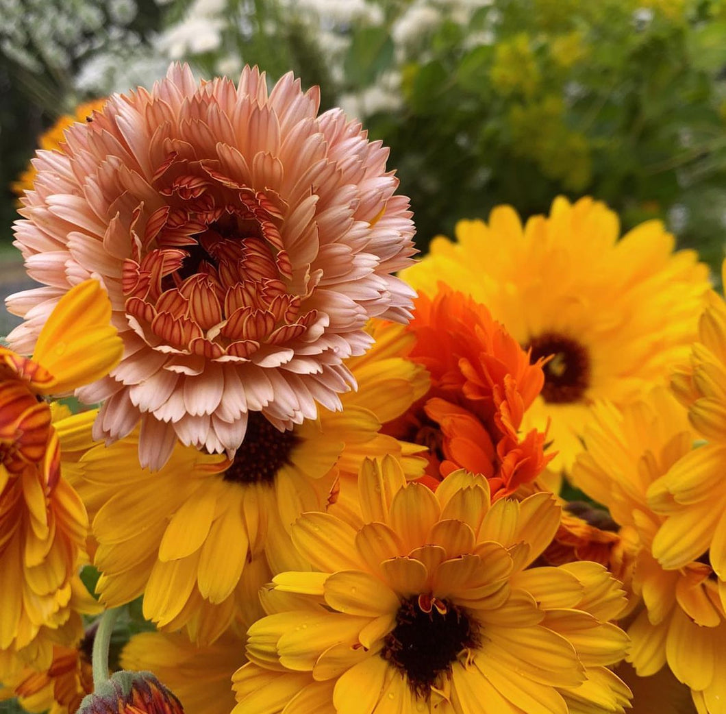 Fancy Mix Calendula Seeds - Plant and Heal