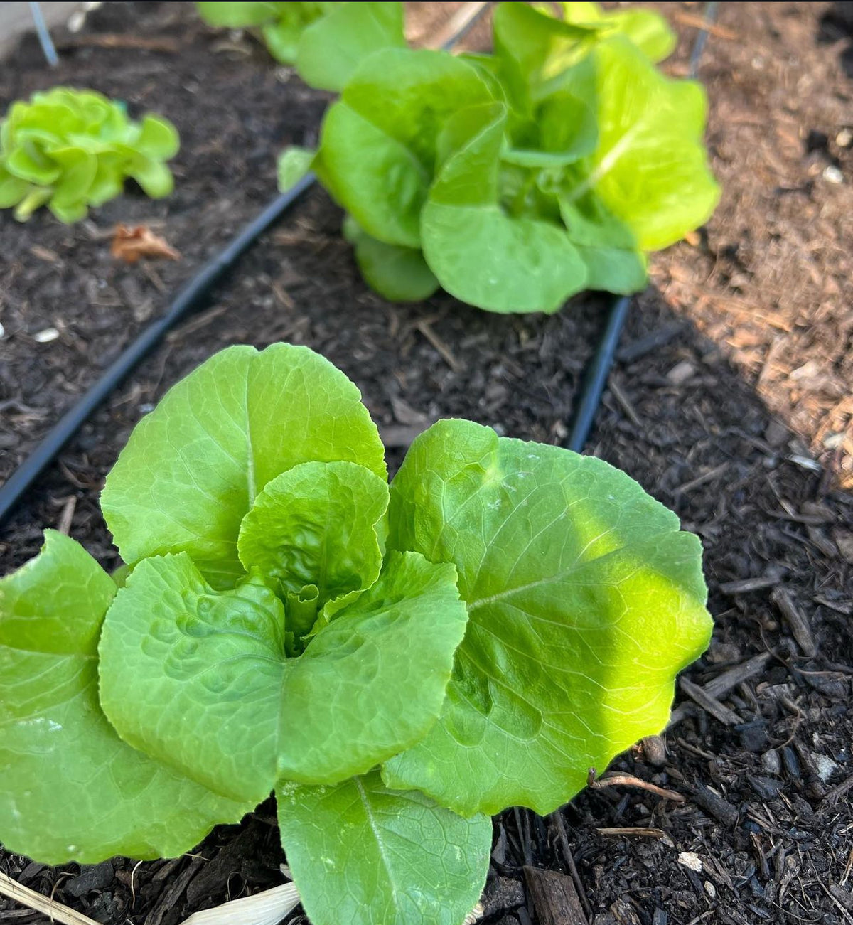 Small green butterhead lettuce heads growing beside drip irrigation tubing.