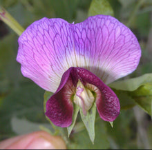 Load image into Gallery viewer, Purple Magnolia Snap Pea Seeds
