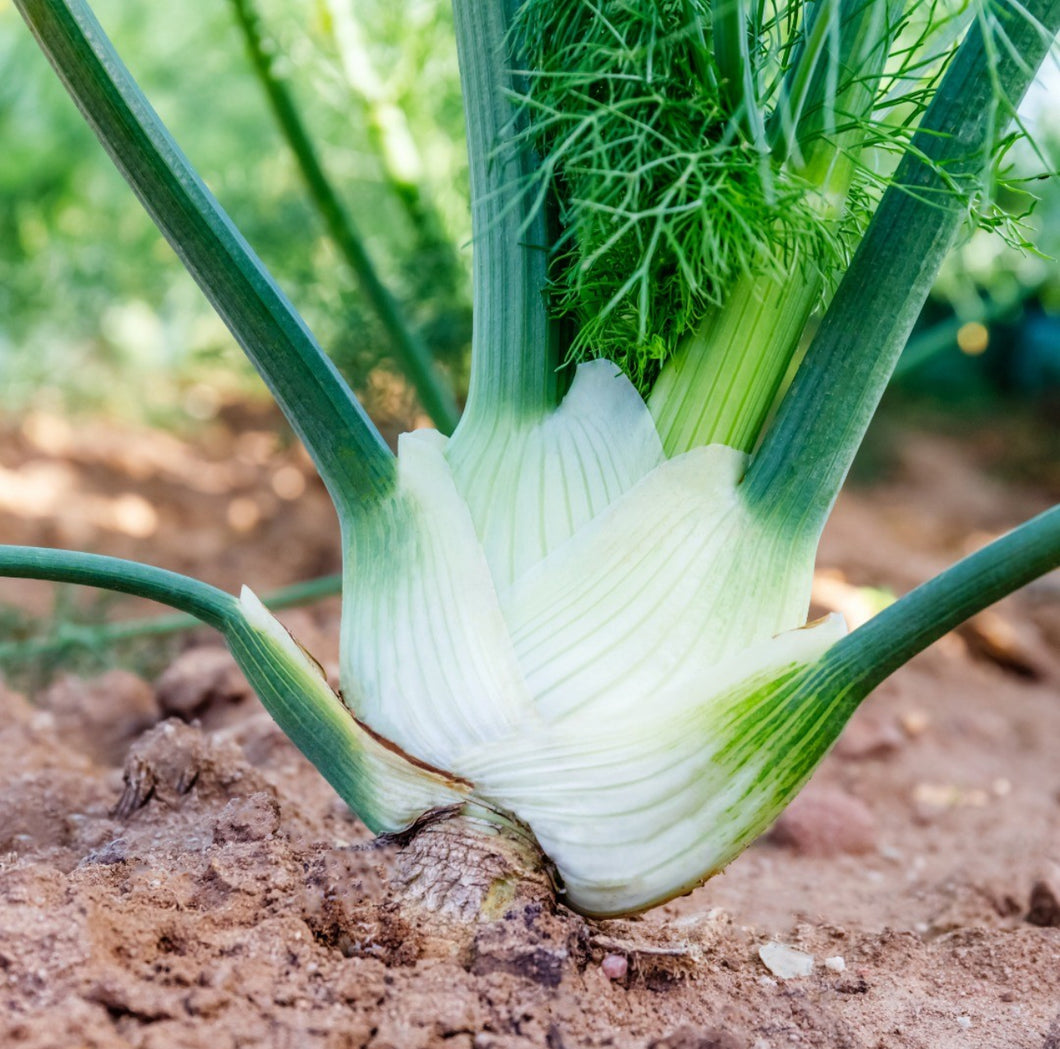 Sweet Fennel (Florence) Heirloom Seeds