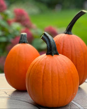 Cargar imagen en el visor de la galería, Sugar Pie Pumpkin Heirloom Seeds
