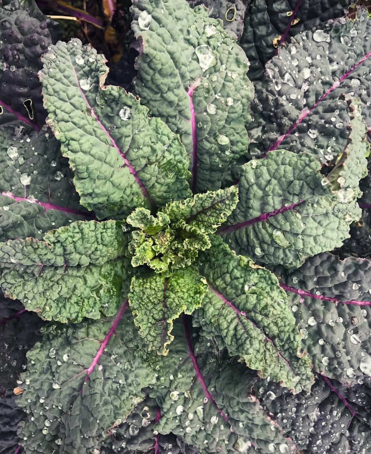 A kale plant with bumpy blue-green leaves and purple veins.