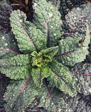 Load image into Gallery viewer, Dazzling Blue Kale Seeds - Plant and Heal
