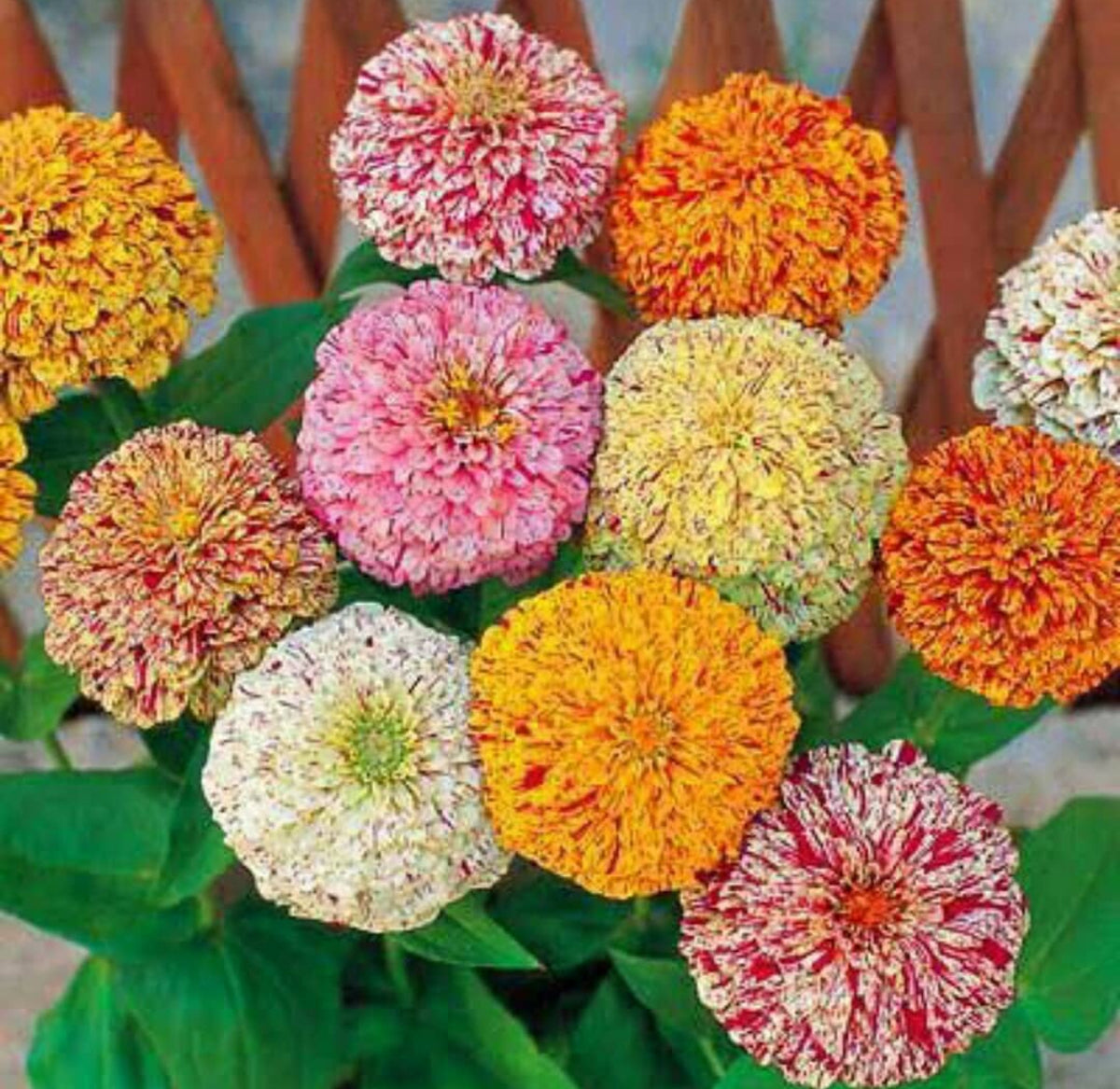 Peppermint Stick zinnias in pink, orange, yellow, and cream with speckled petals — from BlackOwnedSeeds.com.