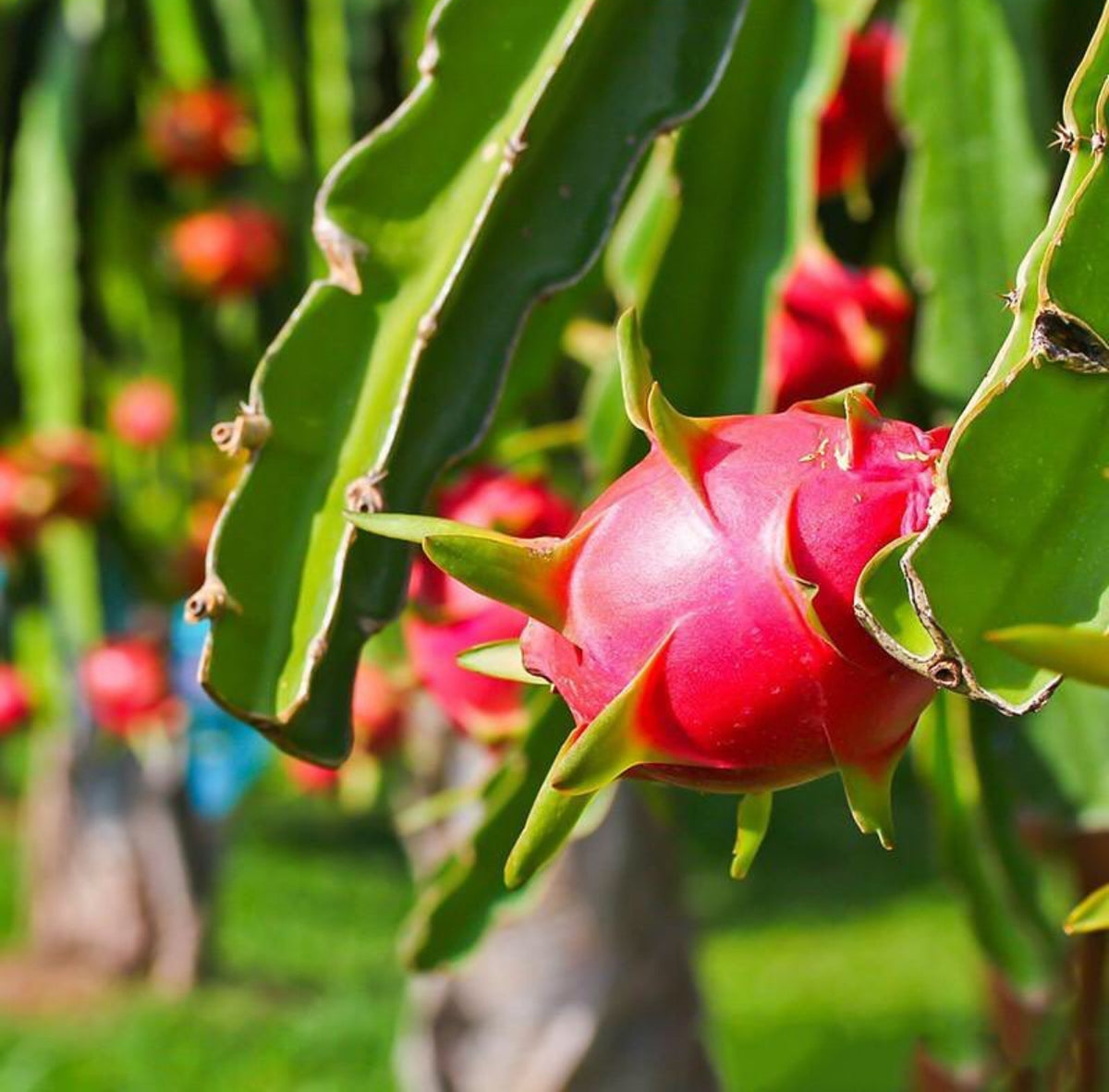 A pink dragon fruit growing on a hanging green cactus stem.