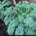 Vates Blue Scotch Curled kale with densely ruffled blue-green leaves — from BlackOwnedSeeds.com.