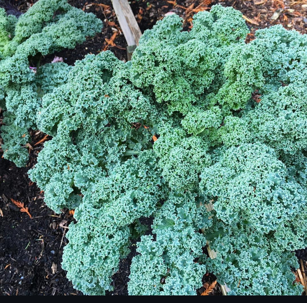 Vates Blue Scotch Curled kale with densely ruffled blue-green leaves — from BlackOwnedSeeds.com.