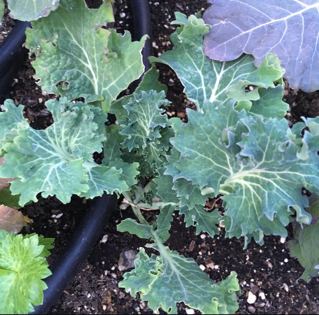 White Russian kale growing with lobed blue-green leaves and pale veins — from BlackOwnedSeeds.com.