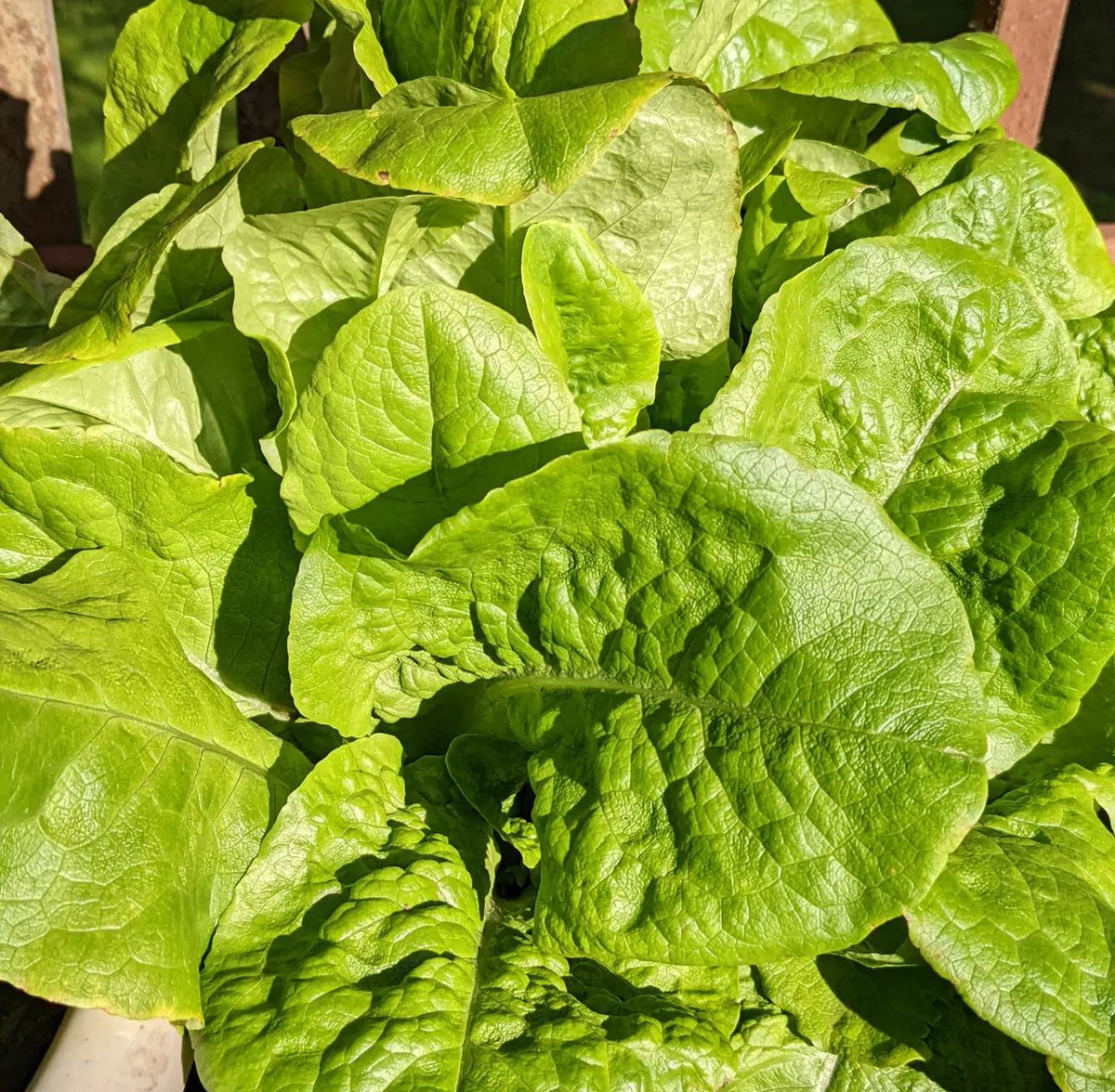 Buttercrunch lettuce with broad, crinkled green leaves — from BlackOwnedSeeds.com.