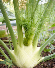 Cargar imagen en el visor de la galería, Sweet Fennel (Florence) Heirloom Seeds
