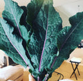A hand holding long blue-green Dazzling Blue kale leaves with pink-purple stems — from BlackOwnedSeeds.com.