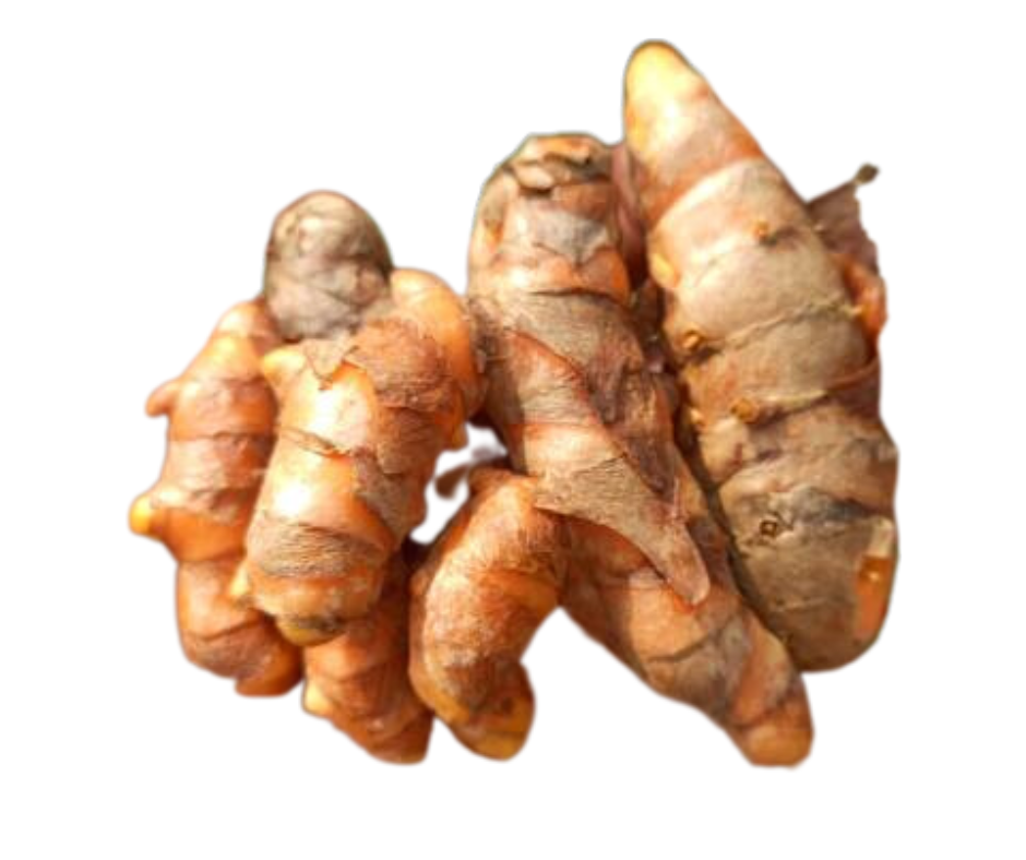 Green Turmeric (Curcuma longa sp.) – A Rare Heirloom Super Root