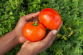 Hands holding two round red Homestead tomatoes — from BlackOwnedSeeds.com.