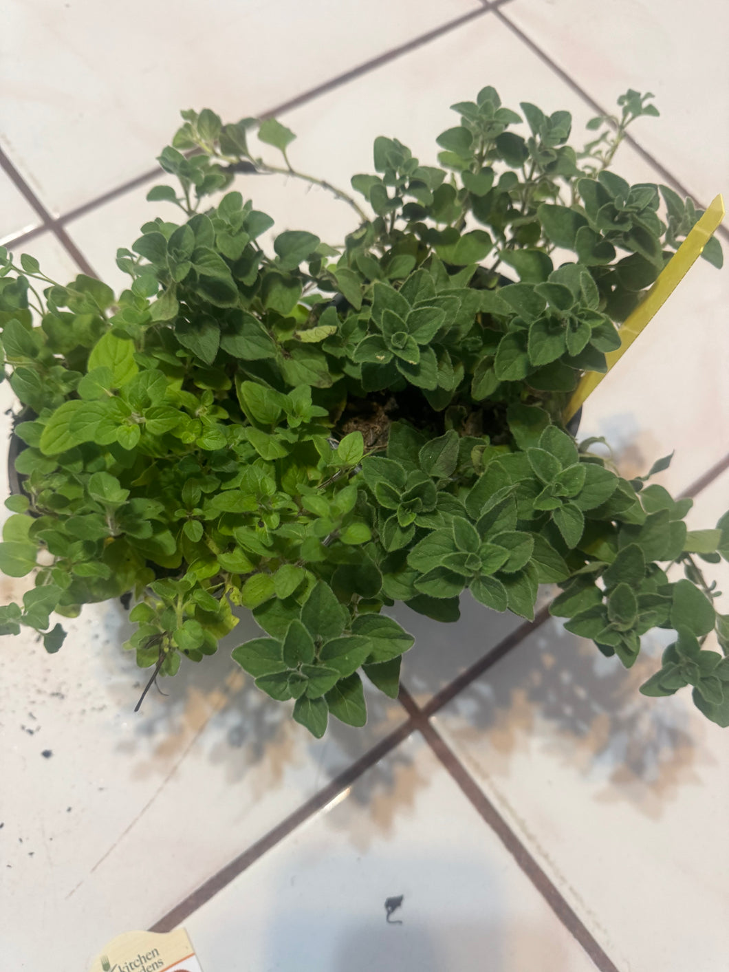 Regular Cooking Oregano