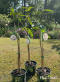 Three slender soursop trees in black nursery pots on a lawn.