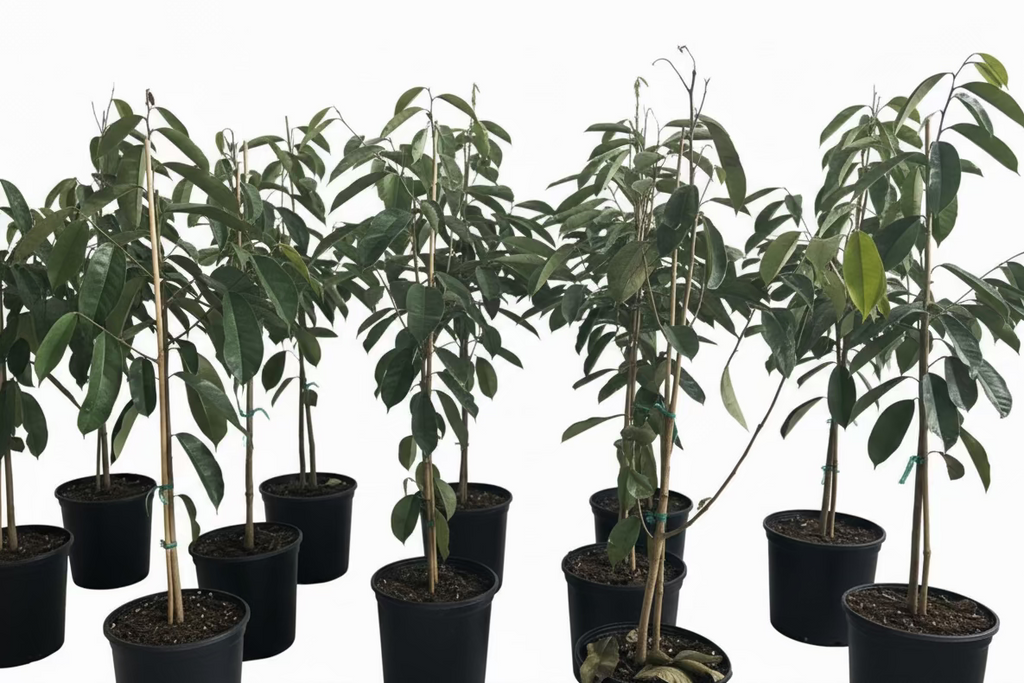 A row of young soursop trees in black pots against a white background.