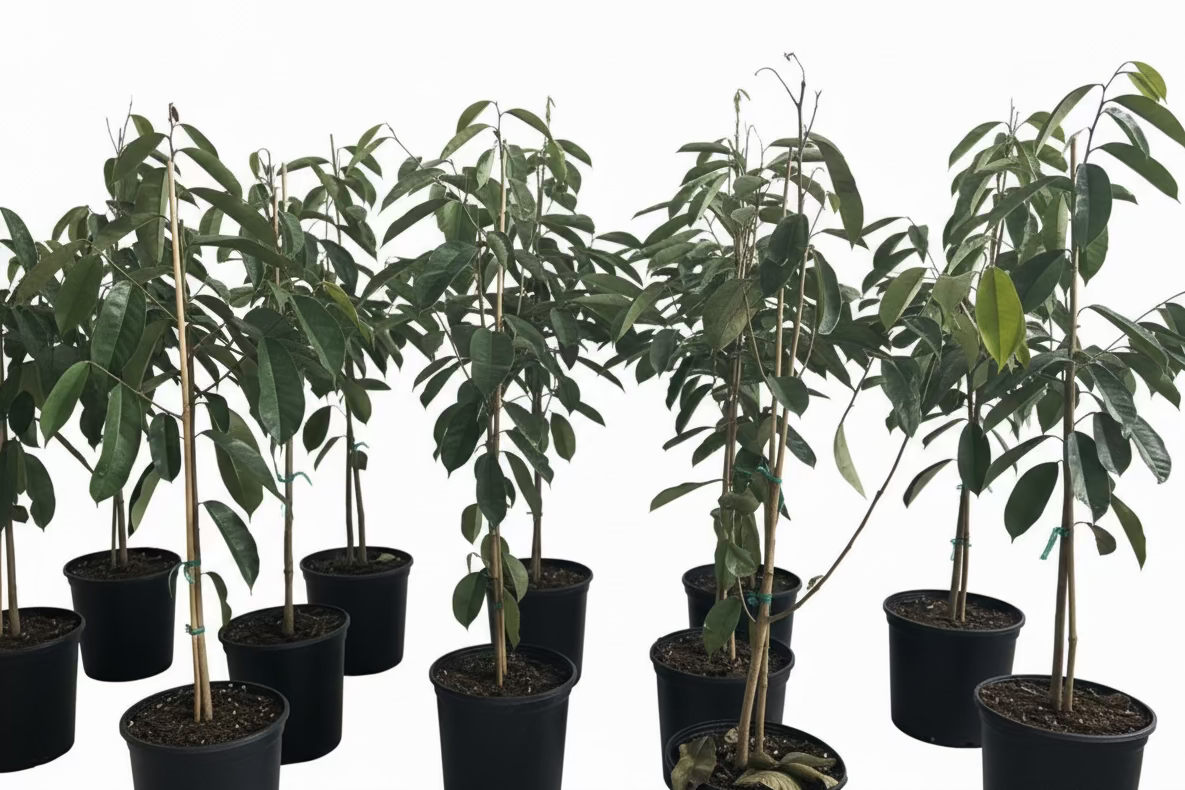 A row of young soursop trees in black pots against a white background.
