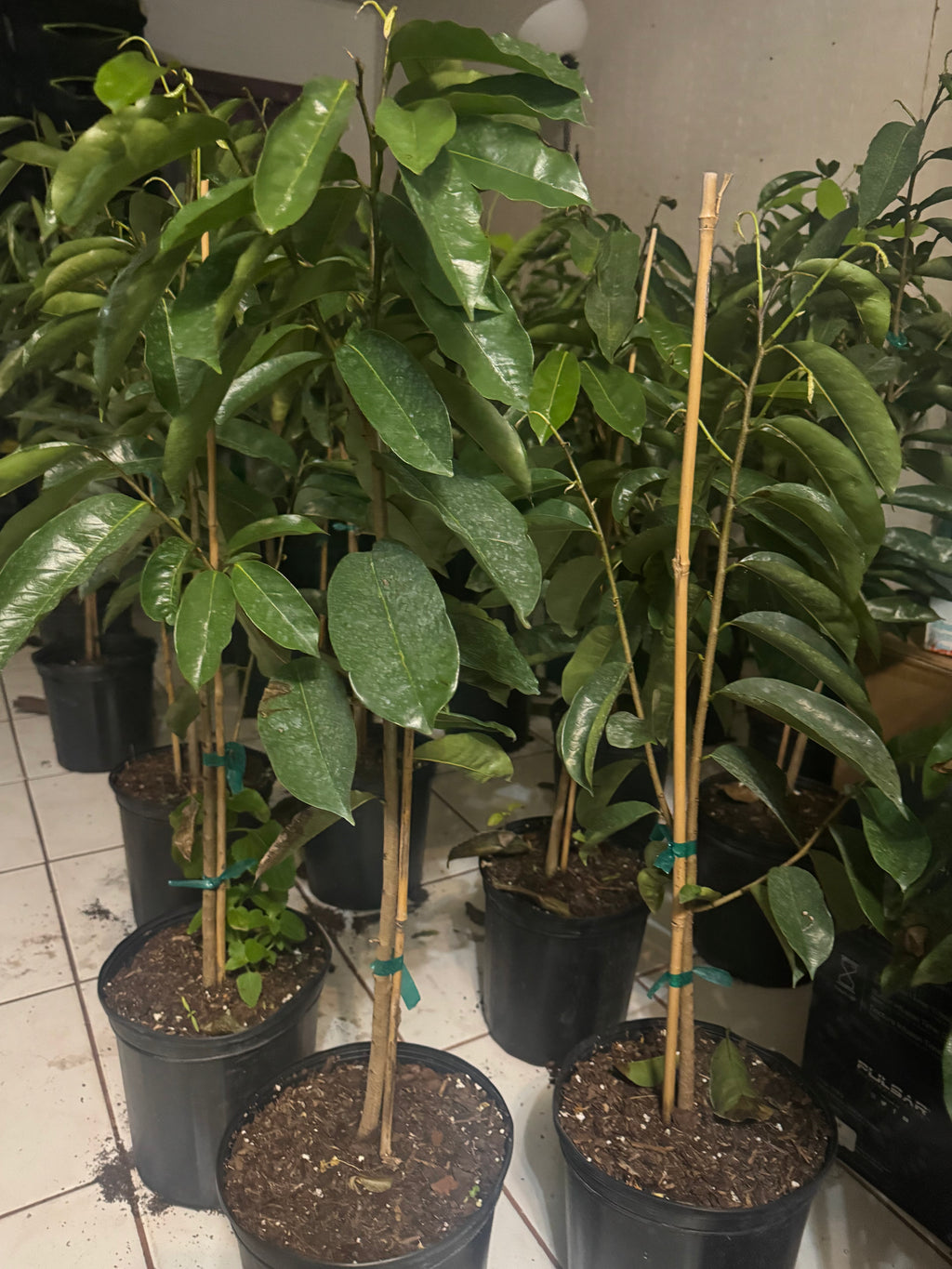 A group of staked soursop trees in black nursery pots.