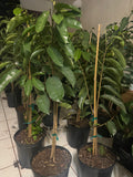 A group of staked soursop trees in black nursery pots.