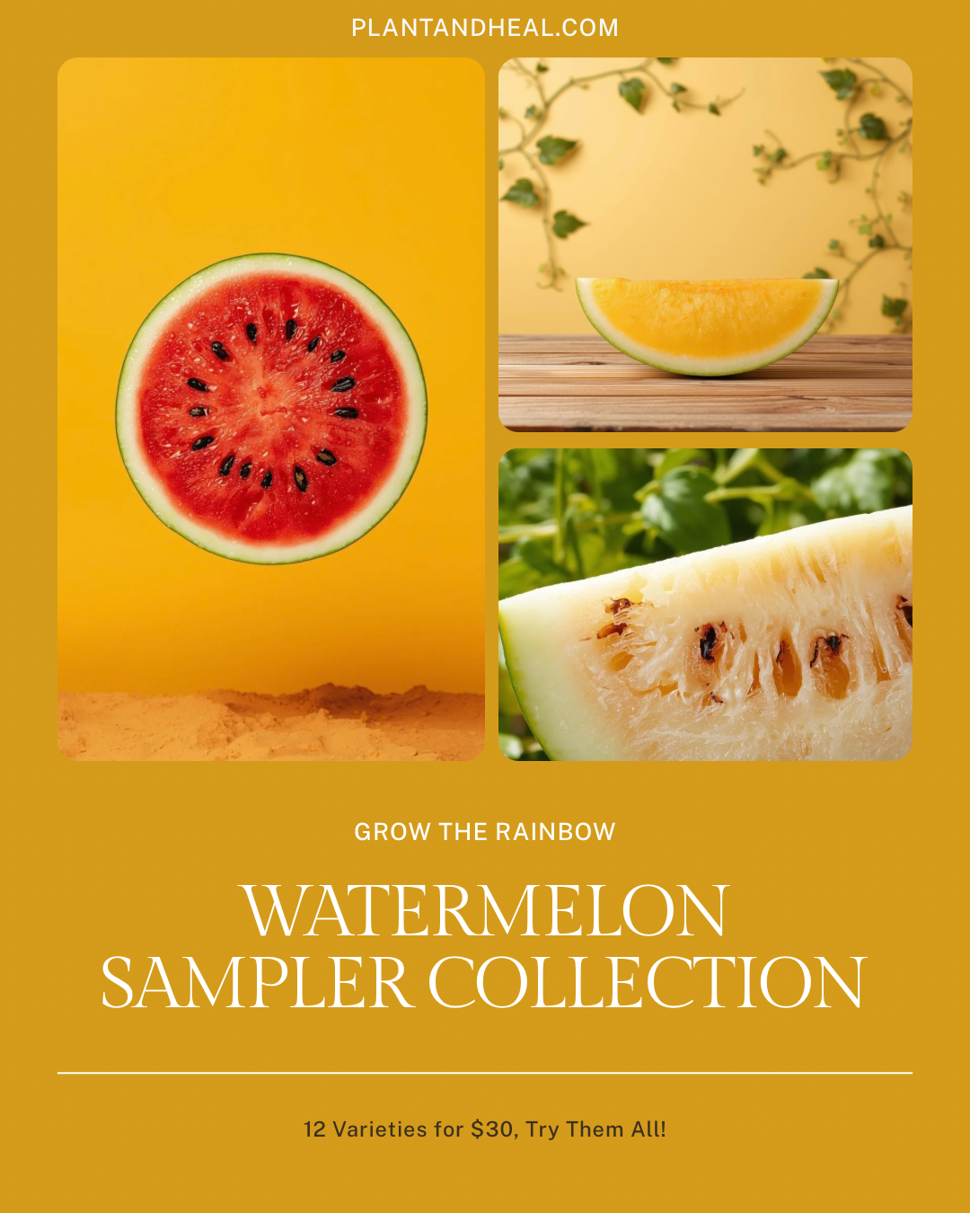 PlantAndHeal.com Watermelon Sampler Collection graphic showing red-, yellow-, and white-fleshed watermelon. Text reads “Grow the Rainbow” and “12 Varieties for $30. Try Them All!” — from BlackOwnedSeeds.com.