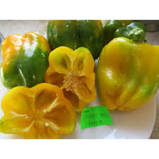 Sweet Canary Yellow Bell Pepper Seeds