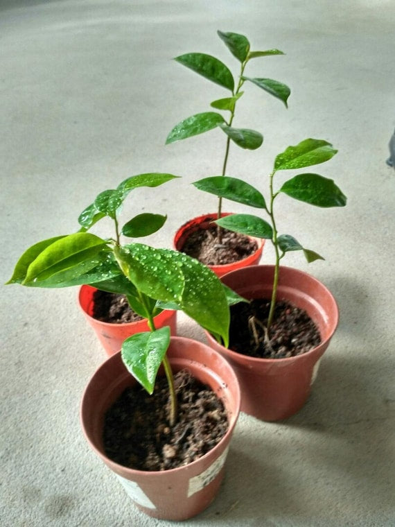 Three young soursop plants in small nursery pots.