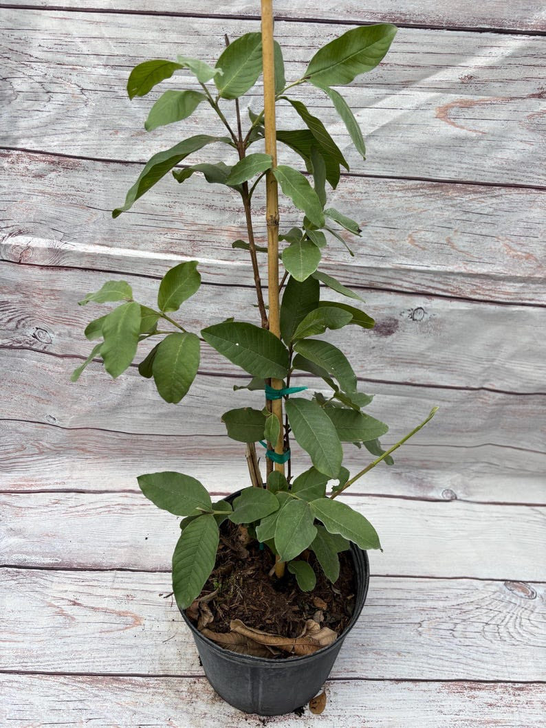 dwarf pineapple patio plants Patio Dwarf Pineapple Guava – Plant and Heal Co