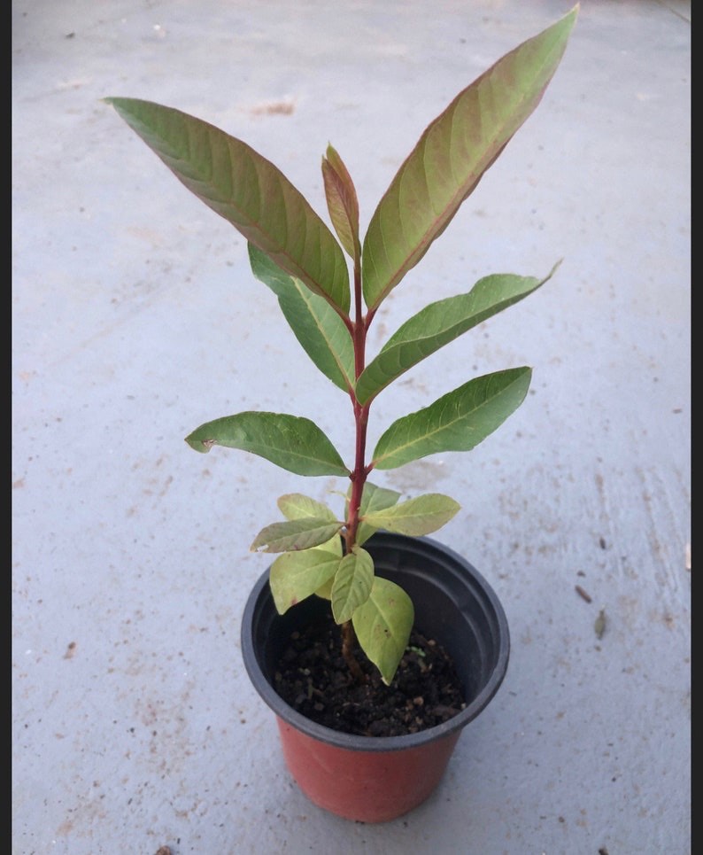 A young guava plant with green and bronze leaves in a nursery pot.