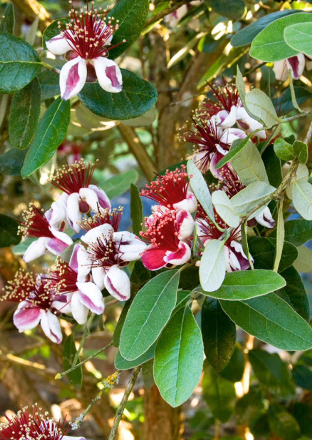 Dwarf Pineapple Guava