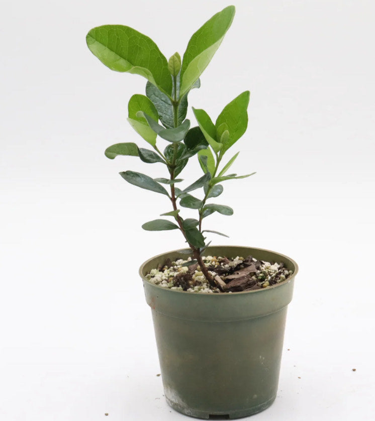 A small guava plant in a dark green pot against a white background.