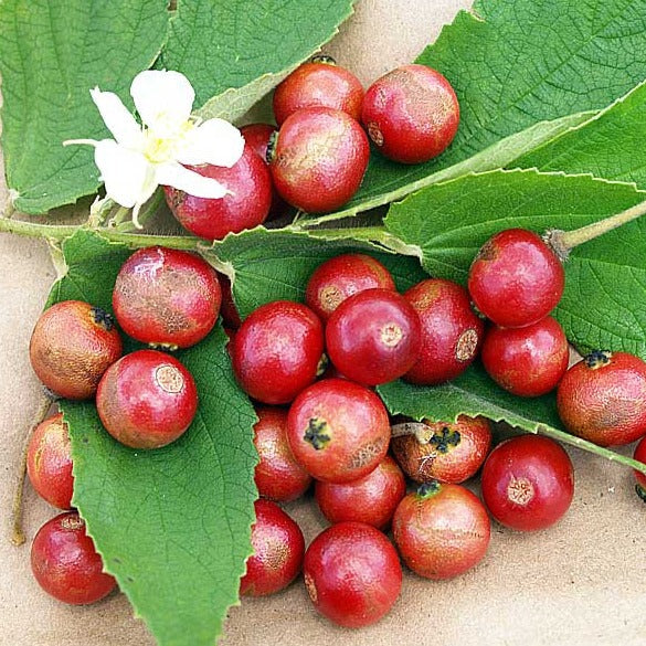 Red Jamaican cherries and a white flower arranged on green leaves.