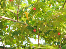 Load image into Gallery viewer, Patio Friendly Jamaican Cherry / Strawberry Tree
