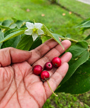 Load image into Gallery viewer, Patio Friendly Jamaican Cherry / Strawberry Tree
